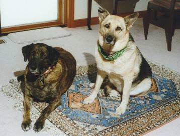 Sam and Monty on rug