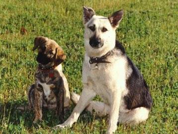 Sam with Monty as a pup