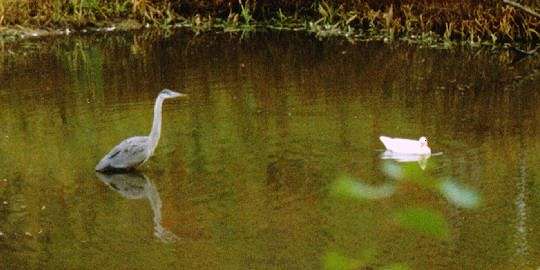 Heron & Muscovy duck