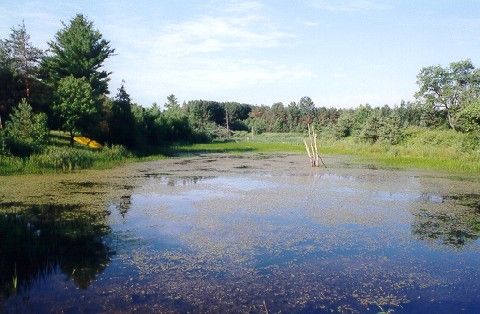 Section of "Holmestead" wetland.