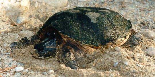 Snapping turtle